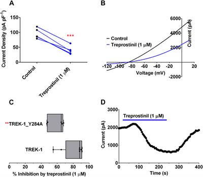 The Prostacyclin Analogue, Treprostinil, Used in the Treatment of Pulmonary Arterial Hypertension, is a Potent Antagonist of TREK-1 and TREK-2 Potassium Channels